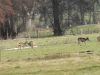 01  Rehwild Schneeren 18.02.2021 001