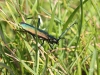 04 Moschusbock Neumoor 14.08.2017 016