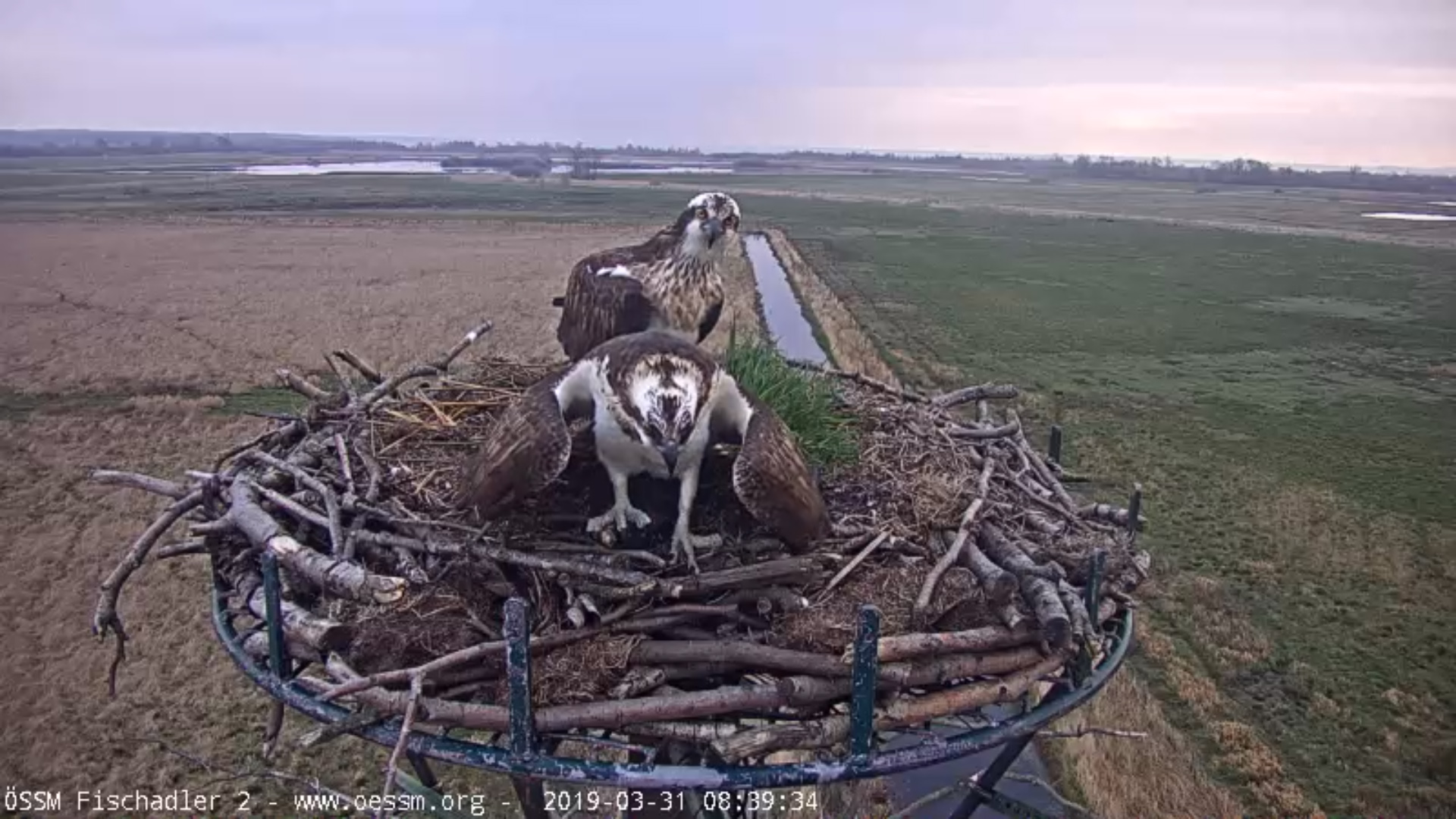 2 Fias am Nest