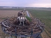 2 Fias am Nest