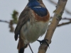 Blaukehlchen4