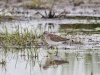 Bruchwasserläufer