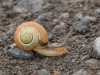 Schnecke