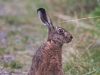 IMG_0298k
