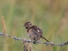 Was ist das für ein Vogelk