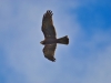 IMG_2210bk