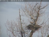 19.3.2023-Seeadler-frisst-auf-dem-Horst-1