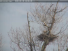 19.3.2023-Seeadler-frisst-auf-dem-Horst-2