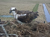 20.3.2023-Fischadler-zurueck-1
