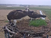 Bildschirmfoto 2019-03-31 um 08.57.32