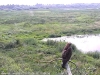 Mäusebussard