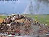 Regenbogen