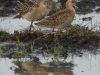 meerbruch-kampflaeufer-20140920_861