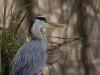 meerbruch_10-04-2015_5_bjoernhessing