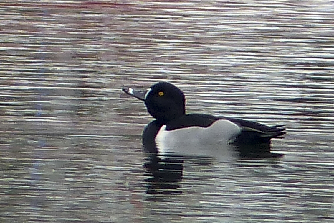 P1110320031