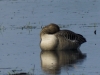 Steinhuder Meer 20170402_006