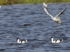 Steinhuder Meer 20170402_008