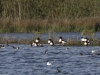Steinhuder Meer 20170402_09