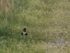 St. Meer 200426_ 015_2