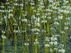 Steinhuder-Meer-230430_0045-Wasserfeder