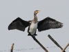 img_0979-kormoran-trocknet-stm