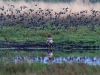 img_7590-seeadler-juv-beobachtet-stare-stm