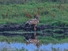 img_7606-seeadler-juv-spiegelt-sich-stm