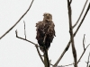 img_6165-seeadler-guckt-stm