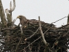 img_6181-seeadler-im-horst-stm