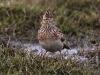 img_6440-feldlerche-im-meerbruch-haube-stm