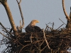 img-7219-seeadler-w-im-nest-stm