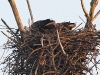 img-7362-seeadlerpaar-polstert-nest-aus-stm