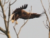 img-7446-seeadler-m-im-anflug-stm