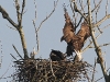 img_7720-seeadler-2-fliegt-an-stm