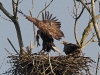 img_7739-seeadler-mit-fisch-stm