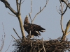 img_8156-seeadler-nach-paarung-stm