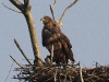 img_8192-seeadler-nach-paarung-stm