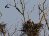 img_8467-seeadler-hohltauben-stm