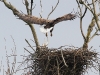 img_3043-seeadler-kommt-zurueck-stm