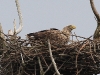 img_3050-seeadler-auf-horst-stm