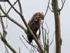 cy2e3161-seeadler-beim-putzen-stm