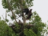 cy2e5775-seeadler-juv-schwebt-p-u-h