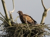 cy2e2279seeadler-juv-p-u-h