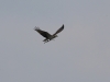 k-IMG_5150
