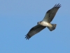 k-IMG_0688