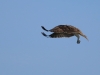 k-IMG_0703