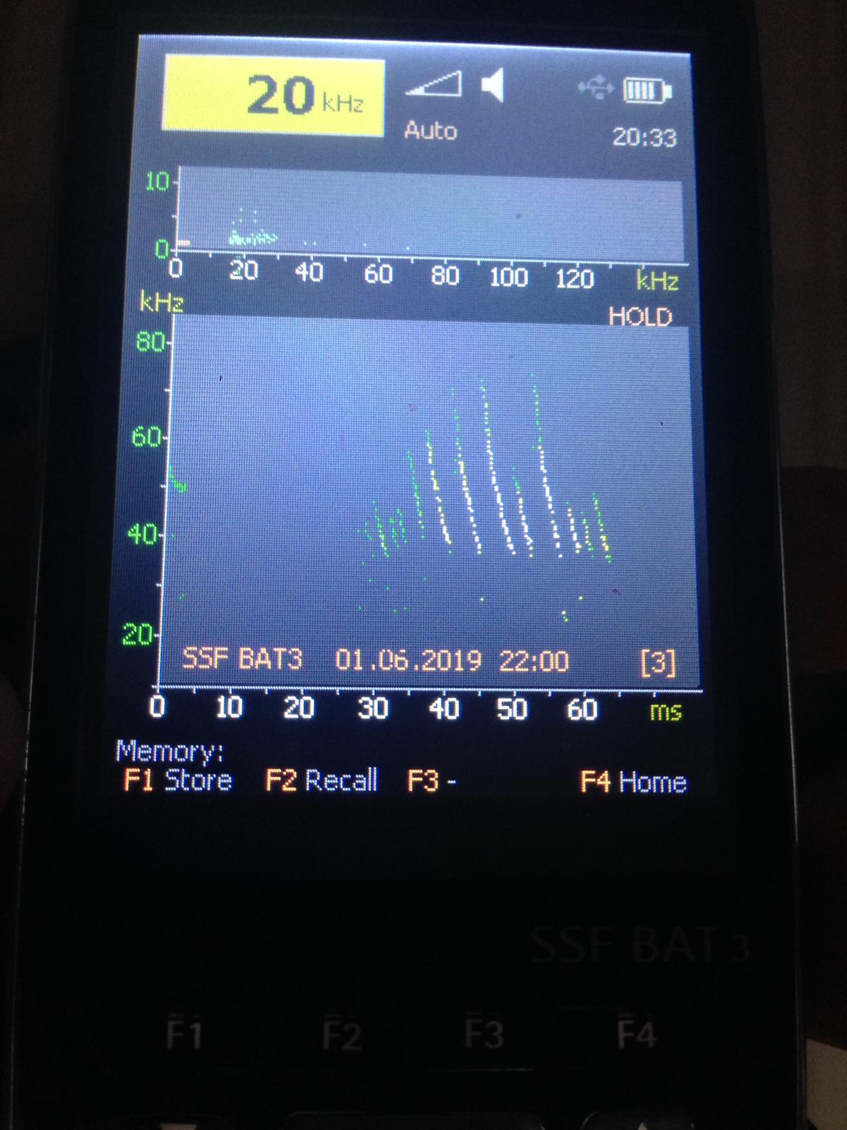 Sonogramm Myotis spec.