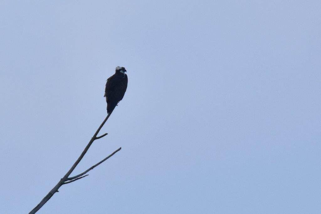 DSC_1254