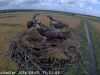 Drei Kueken am 01-08-