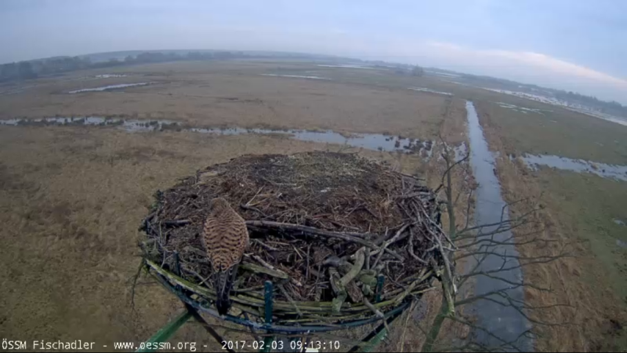 Turmfalke 03.02.2017_k.jpg